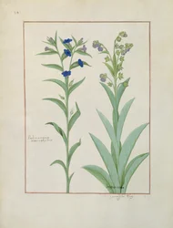 Lungenkraut und Lungenkraut, Illustration aus Das Buch der einfachen Heilmittel von Mattheaus Platearius